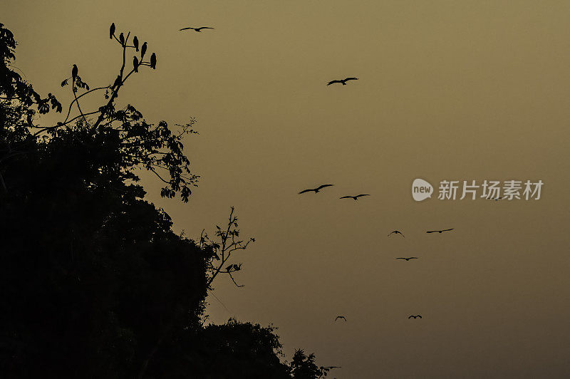 蜗牛风筝(Rostrhamus sociabilis)是一种鹰科的猛禽。飞着，在夕阳下栖息在一棵树上。